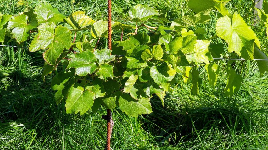 Bellet, Bandol, Côtes de Provence : les vignobles de la côte, expliqués