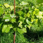 Bellet, Bandol, Côtes de Provence : les vignobles de la côte, expliqués
