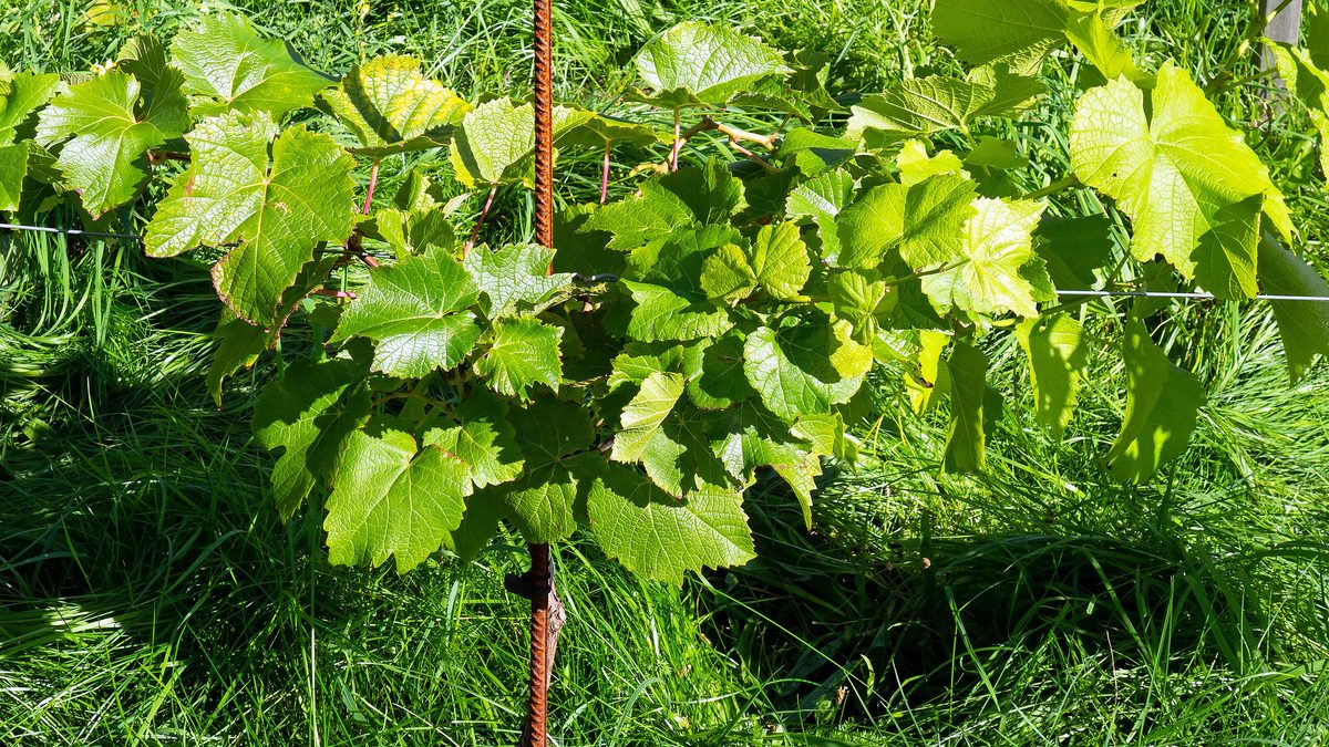 Bellet, Bandol, Côtes de Provence : les vignobles de la côte, expliqués